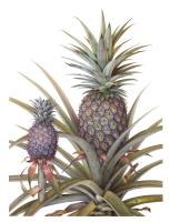 Ananas comosus - Cayenne Pineapple 